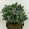 Epicea De Sitka - Picea Sitchensis Rom 2 Epicea De Sitka - Picea Sitchensis Rom -Le Jardin Secret Boutique Picea sitchensis Rom 719002 1