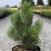 Pin De Bosnie - Pinus Heldreichii Malinkii -Le Jardin Secret Boutique Pin Pinus heldreichii Malinkii IF 1007842 1