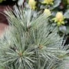Pin De Weymouth Nain - Pinus Strobus Mary Butler -Le Jardin Secret Boutique Pin de Weymouth nain Pinus strobus Mary Butler IF 19074 1