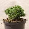 Pin De Montagne - Pinus Mugo Sherwood Compact -Le Jardin Secret Boutique Pin de montagne Pinus mugo Sherwood Compact IF 1007912 1