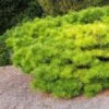 Pinus Densiflora Jane Kluis - Pin Rouge Du Japon 2 Pinus Densiflora Jane Kluis - Pin Rouge Du Japon -Le Jardin Secret Boutique Pinus densiflora Jane Kluis 0723002 1