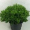 Pin Rouge Du Japon - Pinus Densiflora Low Glow 1 Pin Rouge Du Japon - Pinus Densiflora Low Glow -Le Jardin Secret Boutique Pinus densiflora Low Glow 724002 1