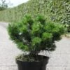 Pin De Montagne - Pinus Mugo Gnom -Le Jardin Secret Boutique Pinus mugo Gnom Pin de montagne IF 1001642 1