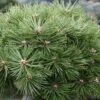 Pinus Nigra Agnes Brégeon - Pin Noir -Le Jardin Secret Boutique Pinus nigra Agnes Bregeon Pin noir V 1007931 1