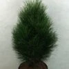 Pinus Nigra Green Tower - Pin Noir -Le Jardin Secret Boutique Pinus nigra Green Tower 733002 1
