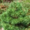 Pin Noir Nain - Pinus Nigra Nana -Le Jardin Secret Boutique Pinus nigra Nana 1002772 1