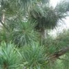 Pinus Parviflora Glauca - Pin Blanc Du Japon -Le Jardin Secret Boutique Pinus parviflora Glauca 84209 1