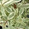 Pittosporum Eugenoides Variegatum -Le Jardin Secret Boutique Pittosporum eugenoides Variegatum Bois citron panache IF 18005 1