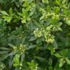 Pittosporum Heterophyllum - Oranger De Chine -Le Jardin Secret Boutique Pittosporum heterophyllum 83439 1