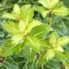 Pittosporum Tenuifolium Gold Star -Le Jardin Secret Boutique Pittosporum tenuifolium Gold Star 100800 1
