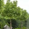 Platanus Acerifolia Alphen's Globe - Platane Boule -Le Jardin Secret Boutique Platanus acerifolia Alphen s Globe 87309 1