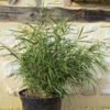 Pleioblastus Linearis - Bambou Moyen 2/3L -Le Jardin Secret Boutique Pleioblastus linearis 84921 1