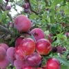 Pluot Pink Candy - Prunus Pluot -Le Jardin Secret Boutique PluotPink Candy 78217 1