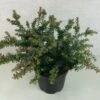 Podocarpus Lawrencii Blue Gem -Le Jardin Secret Boutique Podocarpus lawrencii Blue Gem 755002 1