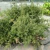 Podocarpus Des Neiges - Podocarpus Nivalis -Le Jardin Secret Boutique Podocarpus nivalis 0757002 1