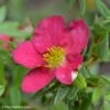 Potentilla Fruticosa Bellissima - Potentille Arbustive -Le Jardin Secret Boutique Potentilla fruticosa Bellissima 84463 1