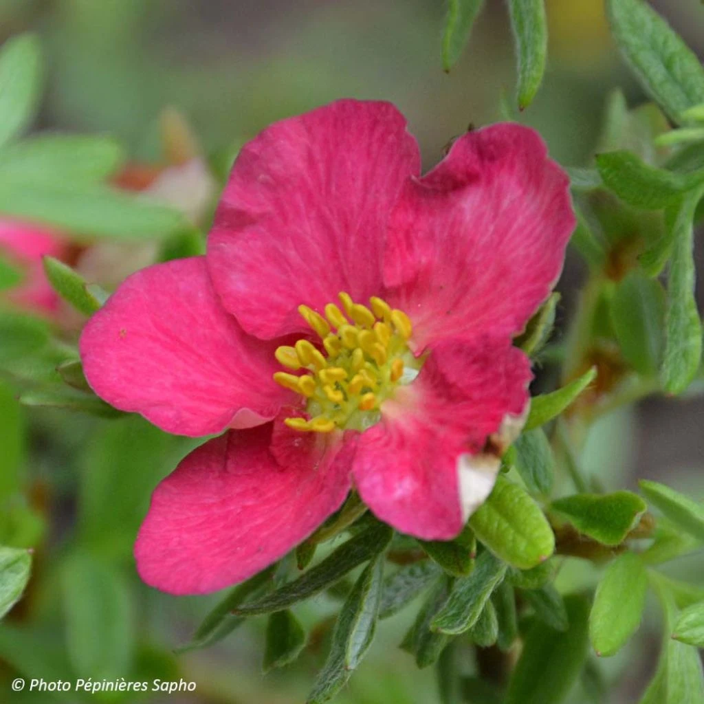 Potentilla Fruticosa Bellissima - Potentille Arbustive 3 Potentilla Fruticosa Bellissima - Potentille Arbustive