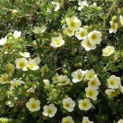 Potentille Arbustive - Potentilla Fruticosa Creamissima