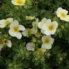 Potentilla Fruticosa Limelight- Potentille Arbustive -Le Jardin Secret Boutique Potentilla fruticosa Limelight 84212 1