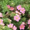 Potentilla Fruticosa Lovely Pink- Potentille Arbustive 1 Potentilla Fruticosa Lovely Pink- Potentille Arbustive -Le Jardin Secret Boutique Potentilla fruticosa Lovely Pink 84214 1