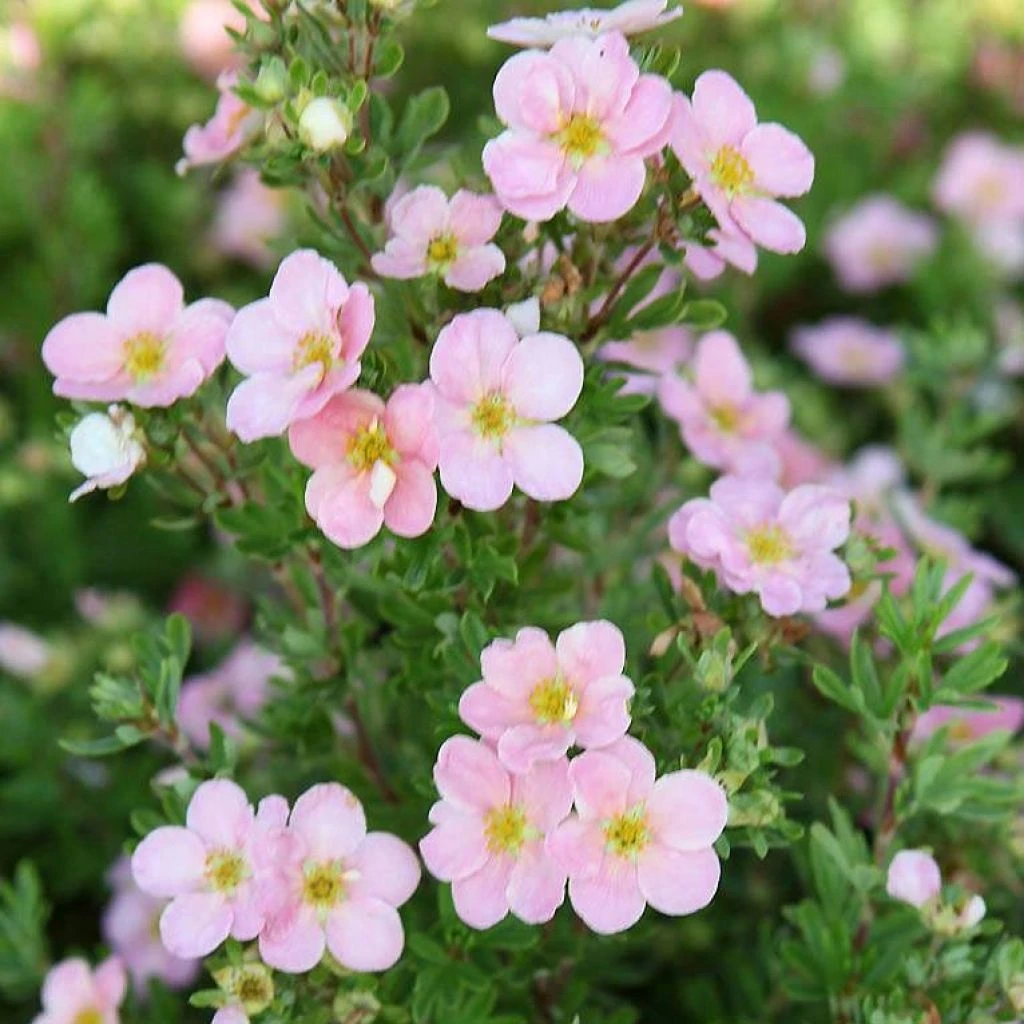 Potentille Arbustive - Potentilla Fruticosa Pink Beauty 3 Potentille Arbustive - Potentilla Fruticosa Pink Beauty
