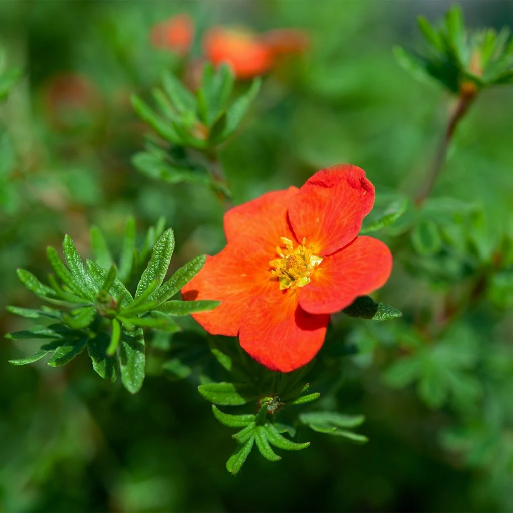 Potentille Arbustive - Potentilla Fruticosa Red Joker 3 Potentille Arbustive - Potentilla Fruticosa Red Joker