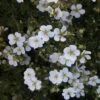 Potentilla Fruticosa White Lady - Potentille Arbustive -Le Jardin Secret Boutique Potentilla fruticosa White Lady 84215 1