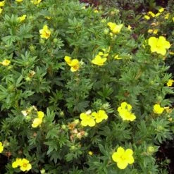 Potentille Arbustive Kobold