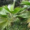 Pritchardia Hillebrandii - Palmier D'Hawaï 2 Pritchardia Hillebrandii - Palmier D'Hawaï -Le Jardin Secret Boutique Pritchardia hillebrandii 89926 1