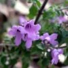 Prostanthera Rotundifolia - Menthe Australienne -Le Jardin Secret Boutique Prostanthera rotundifolia 83441 1