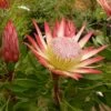Protea Pink Crown - Protée Hybride -Le Jardin Secret Boutique Protea Pink Crown 83442 1