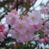 Cerisier Du Japon - Prunus Accolade -Le Jardin Secret Boutique Prunus accolade 9569 1