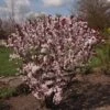 Prunus Cistena - Prunier Des Sables -Le Jardin Secret Boutique Prunus cistena 84219 1