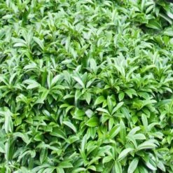 Laurier-Cerise - Prunus Laurocerasus Mount Vernon