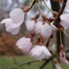 Cerisier à Fleurs Pleureur - Prunus Yedoensis Shidare Yoshino -Le Jardin Secret Boutique Prunus yedoensis Shidare Yoshino 84239 1