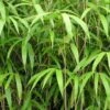Bambou Métaké - Pseudosasa Japonica -Le Jardin Secret Boutique Pseudosasa japonica V helicongus 9576 1