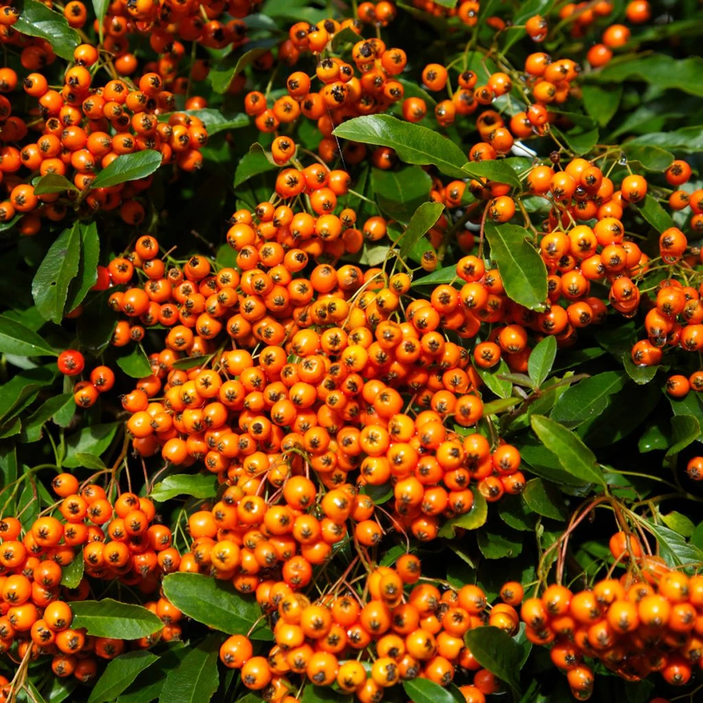 Pyracantha Orange Glow - Buisson Ardent 3 Pyracantha Orange Glow - Buisson Ardent