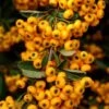 Pyracantha Coccinea Saphyr Jaune - Buisson Ardent 2 Pyracantha Coccinea Saphyr Jaune - Buisson Ardent -Le Jardin Secret Boutique Pyracantha coccinea Saphyr Jaune 1001782 1