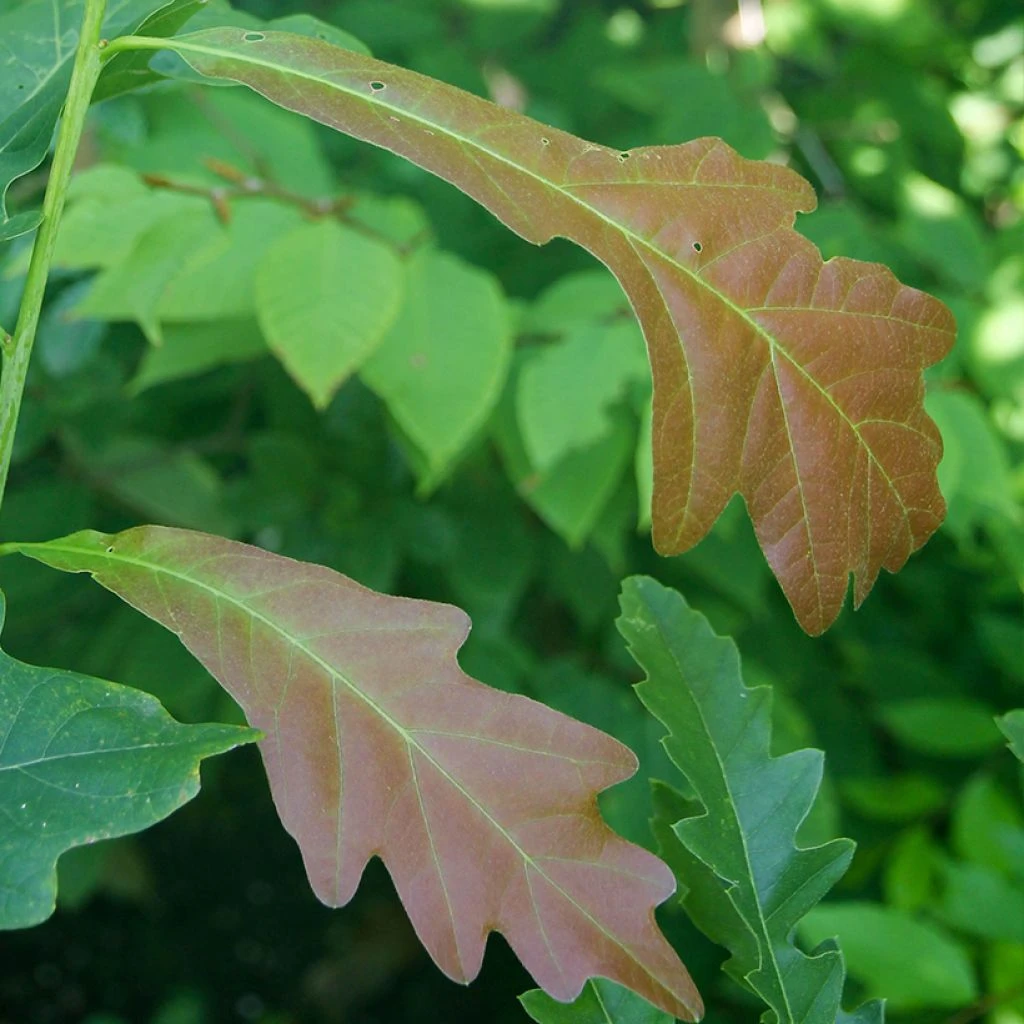 Quercus X Warei Chimney Fire - Chêne 3 Quercus X Warei Chimney Fire - Chêne