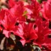 Rhododendron Elizabeth Red Foliage -Le Jardin Secret Boutique Rhododendron Elizabeth Red Foliage copyright 1001881 1