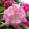 Rhododendron Inkarho Brigitte -Le Jardin Secret Boutique Rhododendron Inkarho Brigitte 84261 1