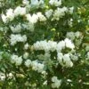 Rhododendron Polar Bear -Le Jardin Secret Boutique Rhododendron Polar Bear 84281 1