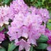 Rhododendron Roseum Elegans - Grand Rhododendron. -Le Jardin Secret Boutique Rhododendron Roseum Elegans 84270 1