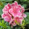 Rhododendron Hybride Janet Ward -Le Jardin Secret Boutique Rhododendron hybride Janet Ward 15355 1
