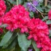 Rhododendron Hybride Lord Roberts -Le Jardin Secret Boutique Rhododendron hybride Lord Roberts 89064 1