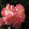 Rhododendron Hybride Naselle 2 Rhododendron Hybride Naselle -Le Jardin Secret Boutique Rhododendron hybride Naselle 15356 1