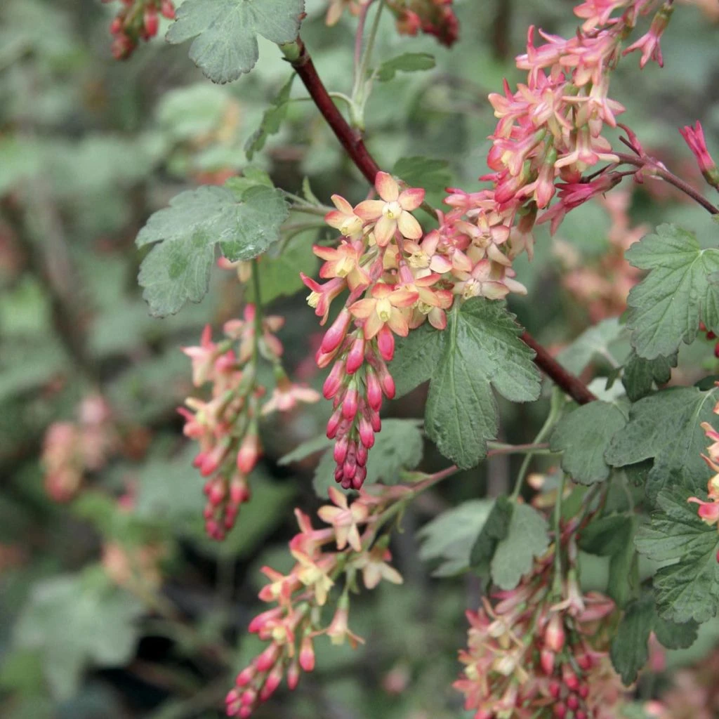 Ribes Gordonianum - Groseillier De Gordon 3 Ribes Gordonianum - Groseillier De Gordon