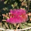 Callistemon Violaceus - Rince-bouteille