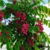 Robinia Pseudoacacia Casque Rouge - Robinier Faux Acacia -Le Jardin Secret Boutique Robinia Casque Rouge 84289 1