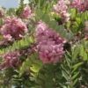 Robinia Hispida Rosea - Acacia Rose. -Le Jardin Secret Boutique Robinia hispida Rosea 84290 1